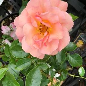 Summer Beauty Rose (Rosa Summer Beauty) 4